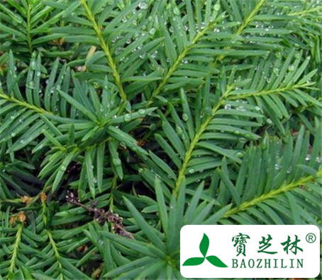 东北红豆杉的功效与作用