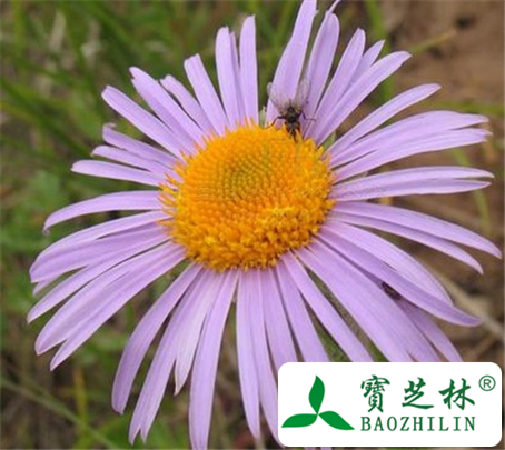 藏紫菀的功效与作用