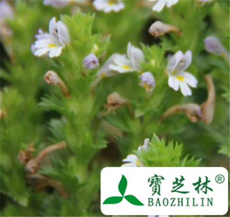 短腺小米草的功效与作用