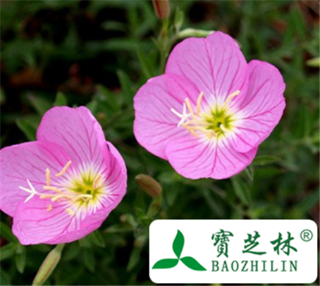 广布柳叶菜的功效与作用