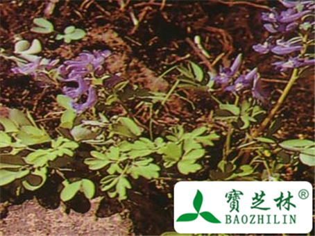 东北延胡索的功效与作用