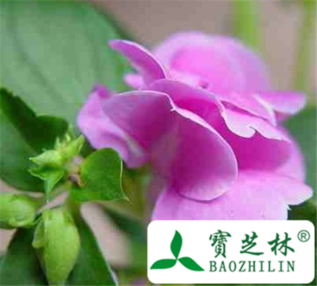 凤仙花的功效与作用