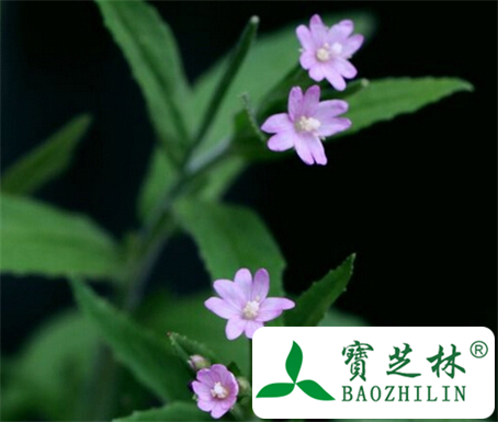 毛脉柳叶菜的功效与作用
