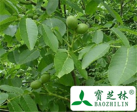 胡桃树皮的功效与作用