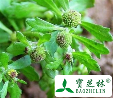 鹅不食草的功效与作用