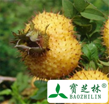刺梨子的功效与作用