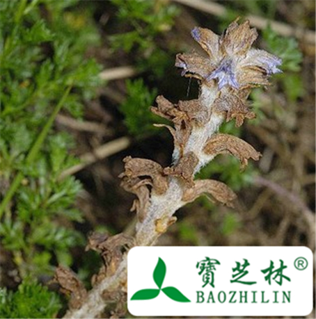 大花列当的功效与作用