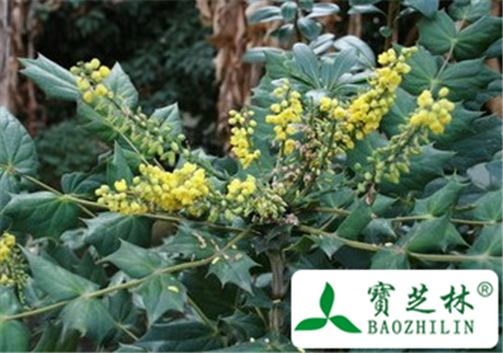 刺黄柏茎叶的功效与作用