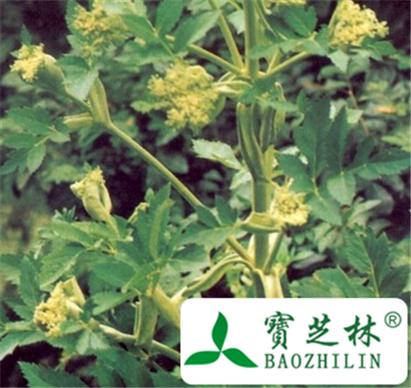 大草乌的功效与作用