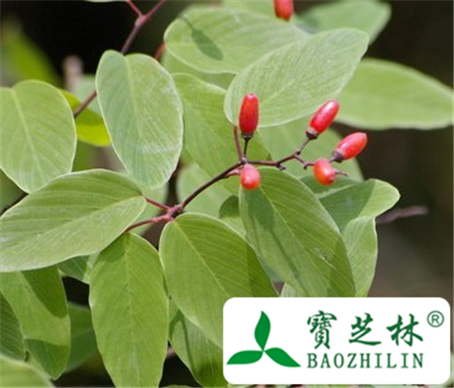 光枝勾儿茶的功效与作用