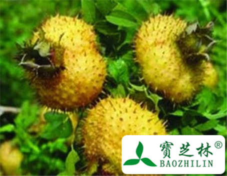 刺梨功效与作用