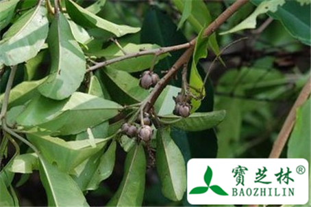 光叶巴豆树的功效与作用