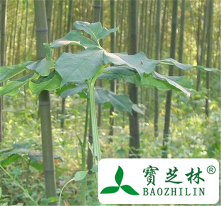 广东土南星的功效与作用