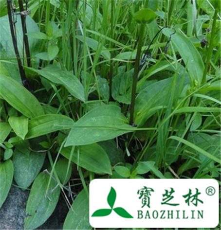 红直当药的功效与作用