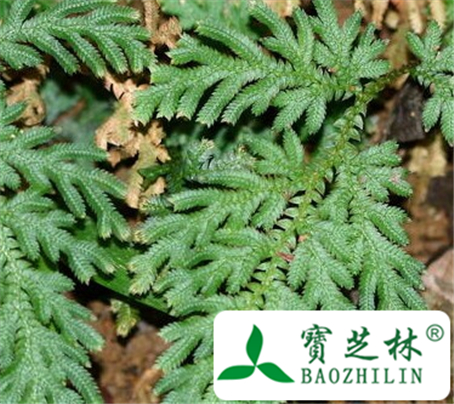 粗叶卷柏的功效与作用