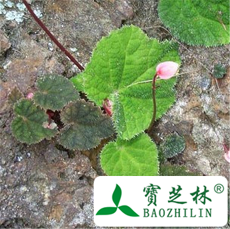 红天葵的功效与作用