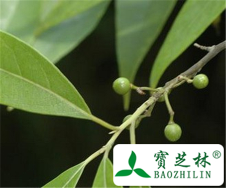 豆豉姜的功效与作用