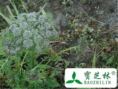 旱前胡的功效与作用