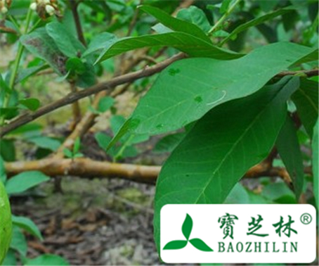 番石榴子的功效与作用