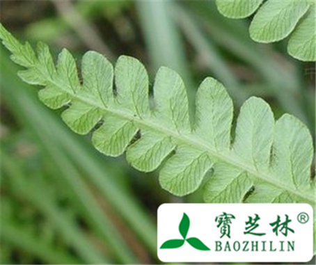 桂皮紫萁的功效与作用