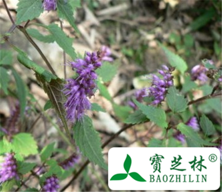 萼果香薷的功效与作用