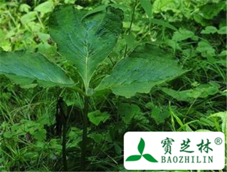 刺柄南星的功效与作用