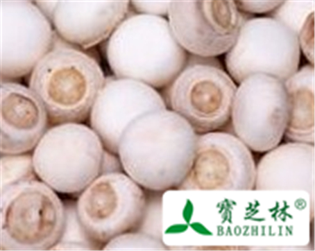 虎杖香蕈的功效与作用