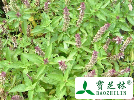 丁香罗勒的功效与作用