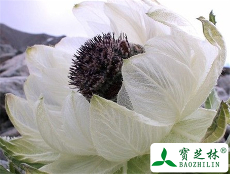 甘青雪莲花的功效与作用