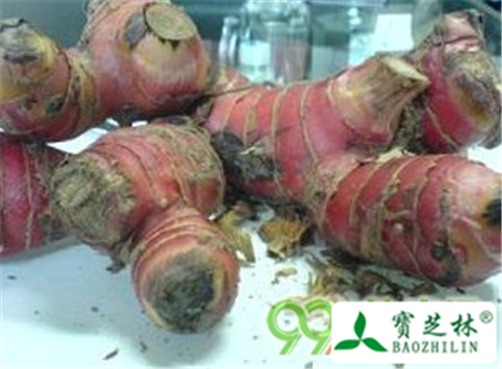 大高良姜的功效与作用