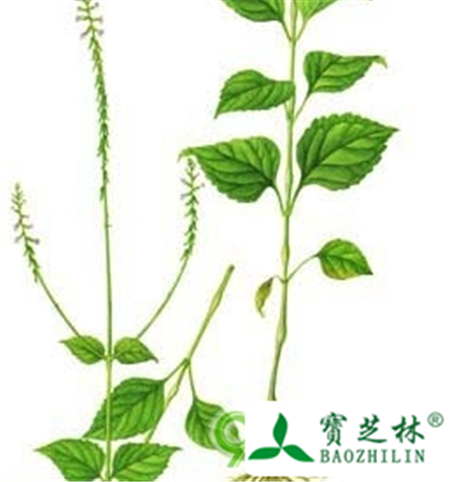 大透骨草的功效与作用