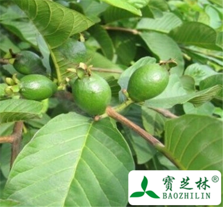 番石榴皮的功效与作用