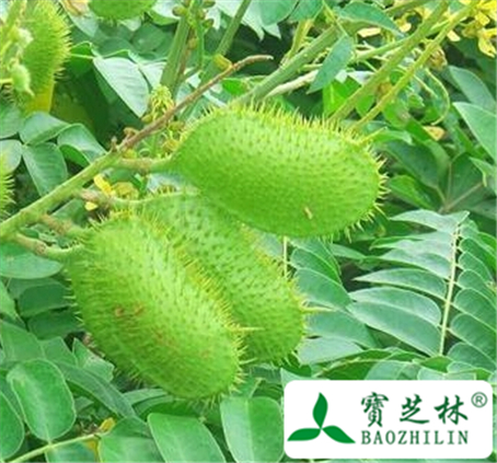刺果苏木的功效与作用
