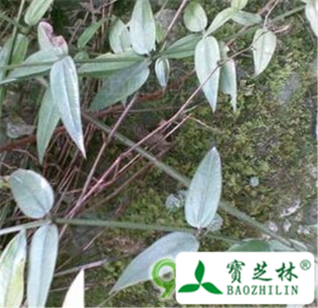 滇茜草的功效与作用