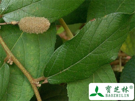 大山芝麻的功效与作用