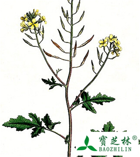 白芥子的功效与作用