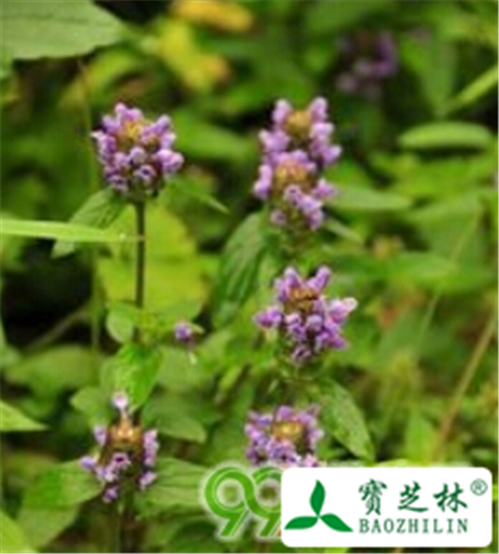 白果紫草的功效与作用