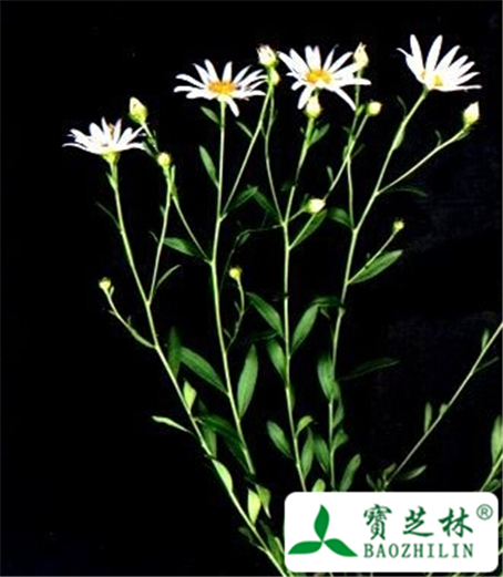 阿尔泰紫菀的功效与作用