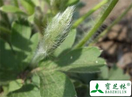 白头翁茎叶的功效与作用