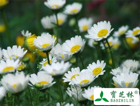 白菊花根的功效与作用