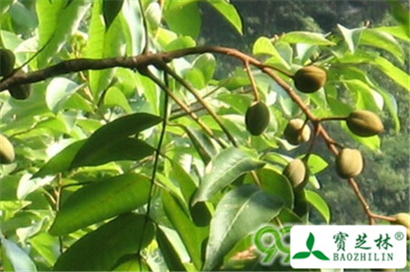 柏勒儿茶的功效与作用
