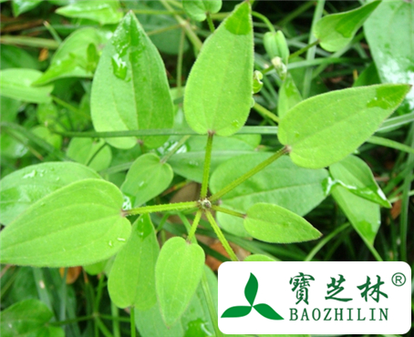 茜草根的功效与作用