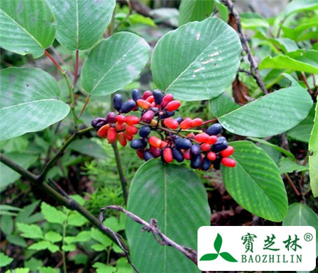 毛勾儿茶的功效与作用