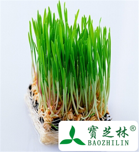 小麦苗的功效与作用