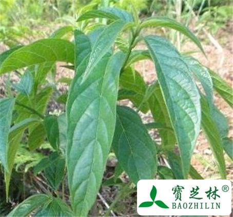 蓼大青叶的功效与作用