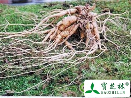 野山参是越大好还是越老好?