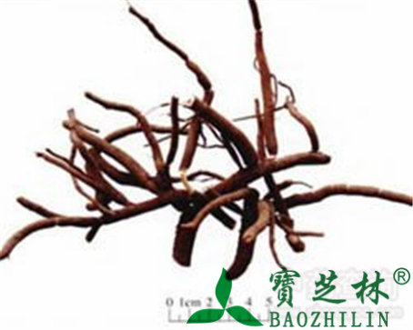 朱砂根的作用与功效