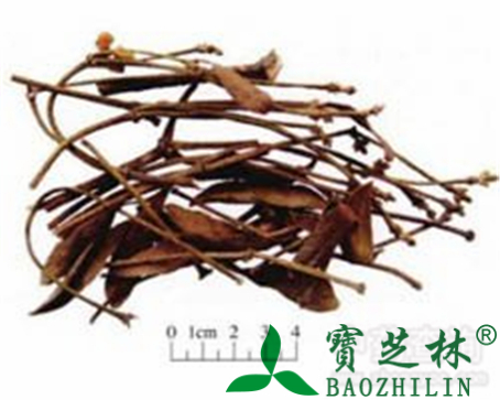 槲寄生的作用与功效