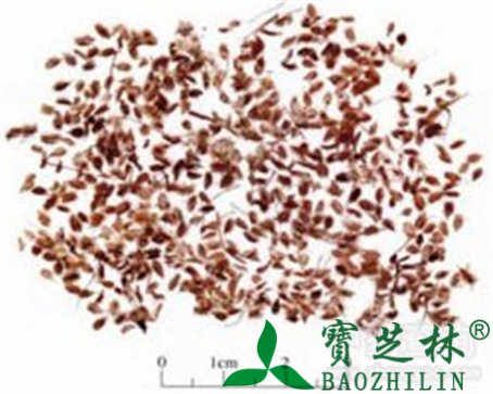 南鹤虱的作用与功效