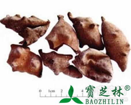 五倍子的作用与功效